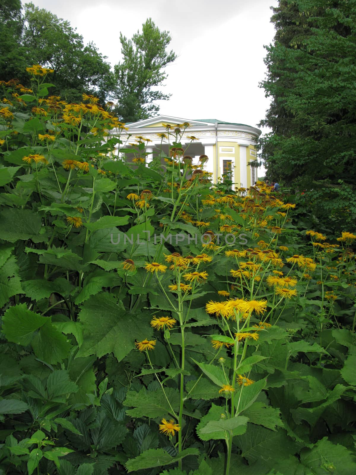 high yellow flowers of the heliopsis at the peak of flowering in the park near the house