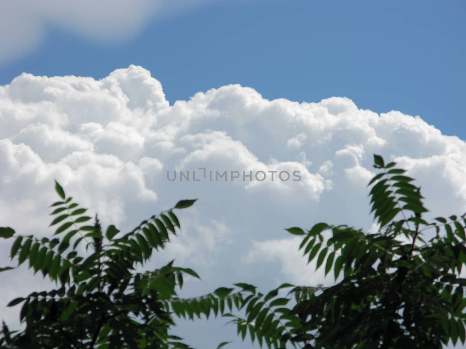 fluffy white veil of clouds on the background of tremulous green leaves