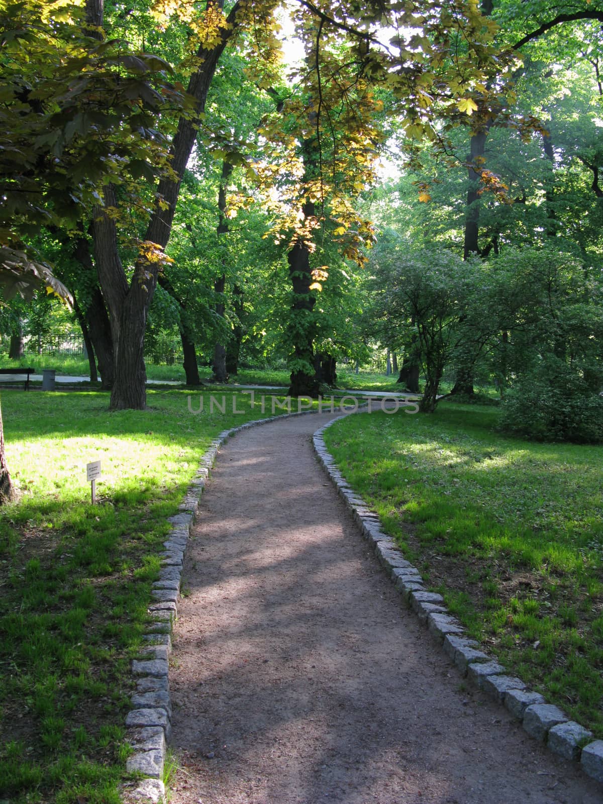 A walking path in the park zone against the background of tall trees and green bushes