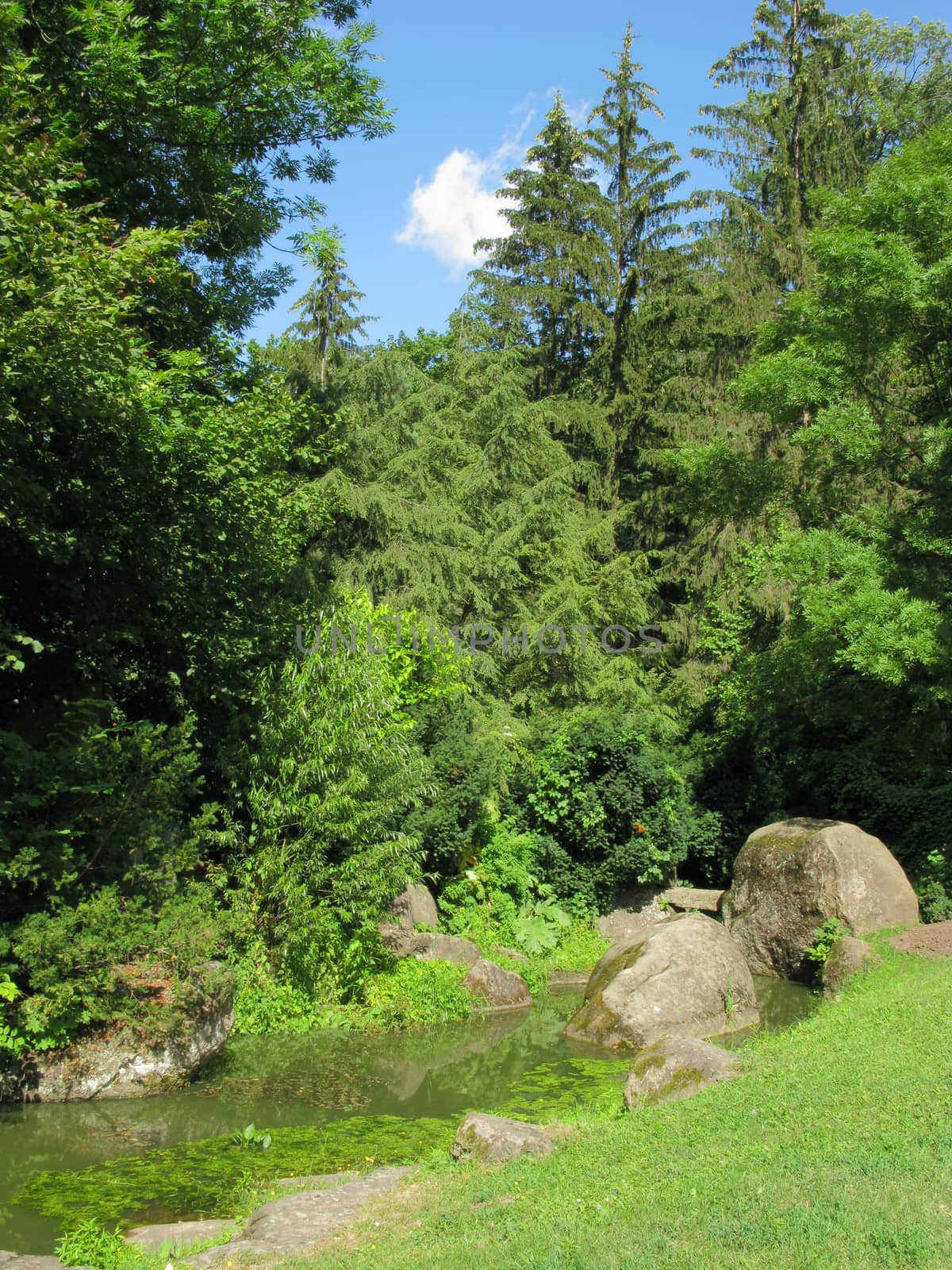 A green slope in the forest near a small stream flowing between the rocks and lush bushes on a clear sunny afternoon. by Adamchuk