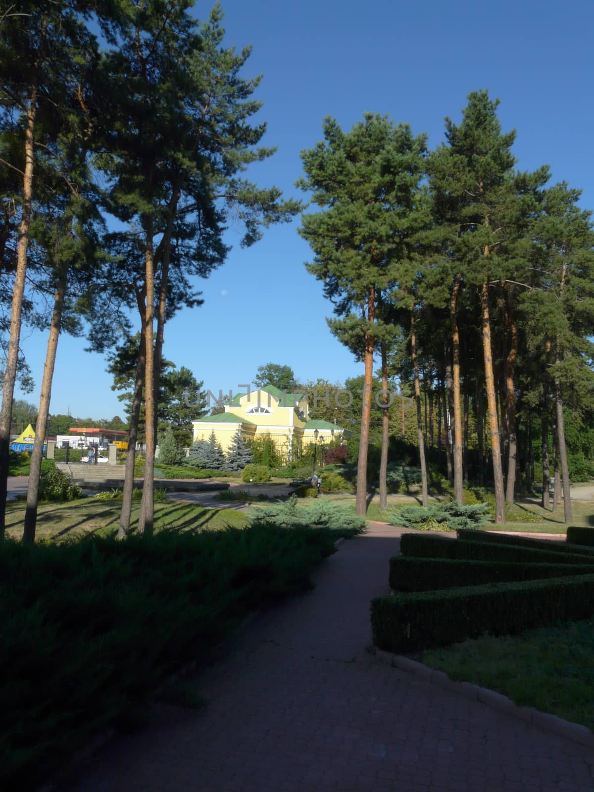 pedestrian alley with decorative bushes of juniper and shredded boxwood under high pine trees