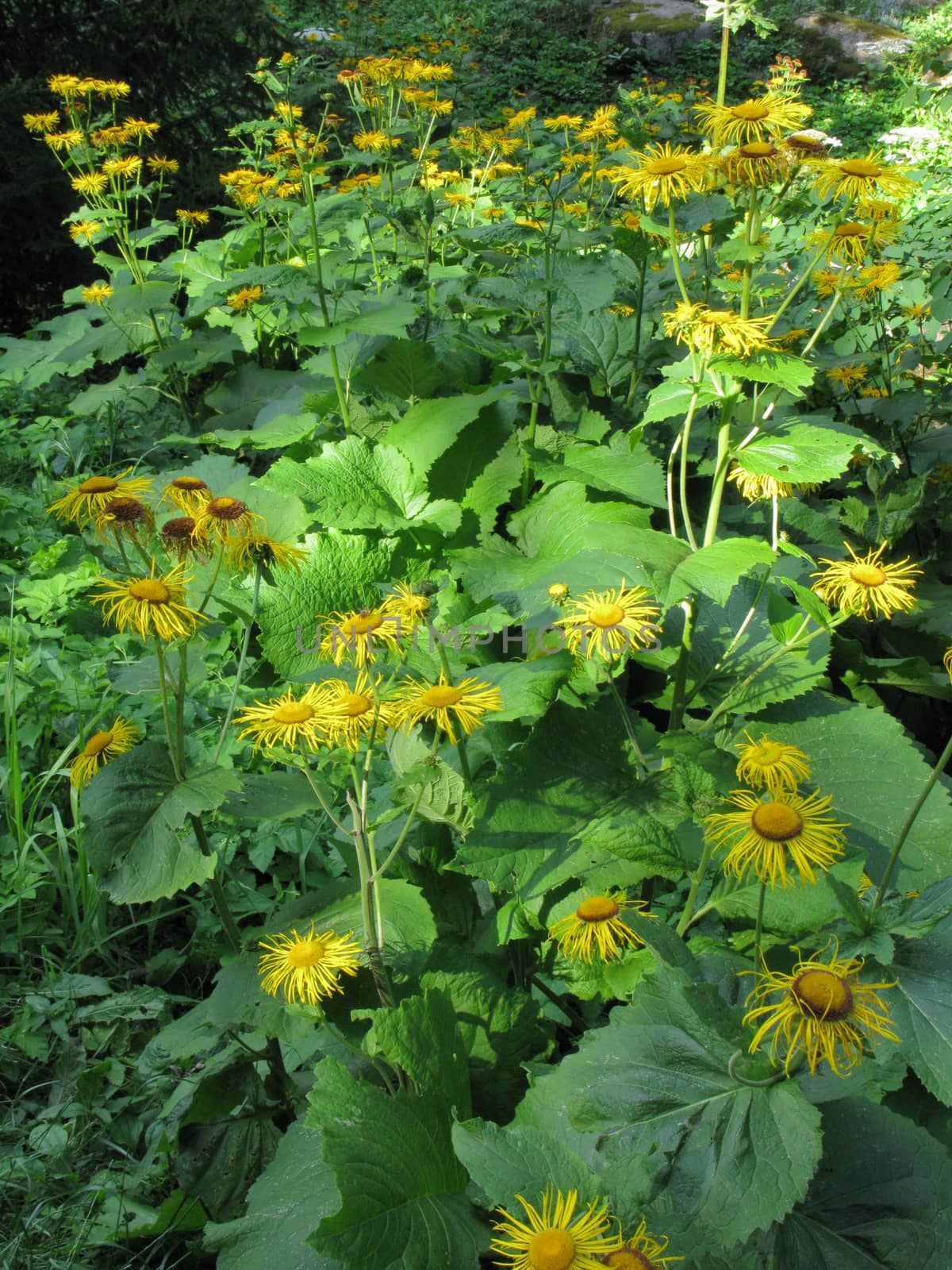 A picturesque glade with green bushes overgrown with flowers with narrow yellow petals and large wide leaves.