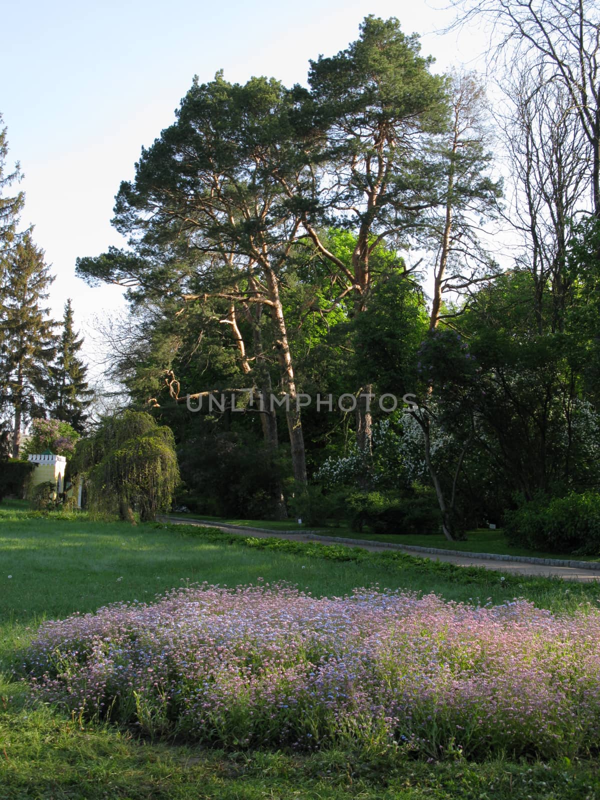 A flower bed with small wildflowers in the background of a walking park zone