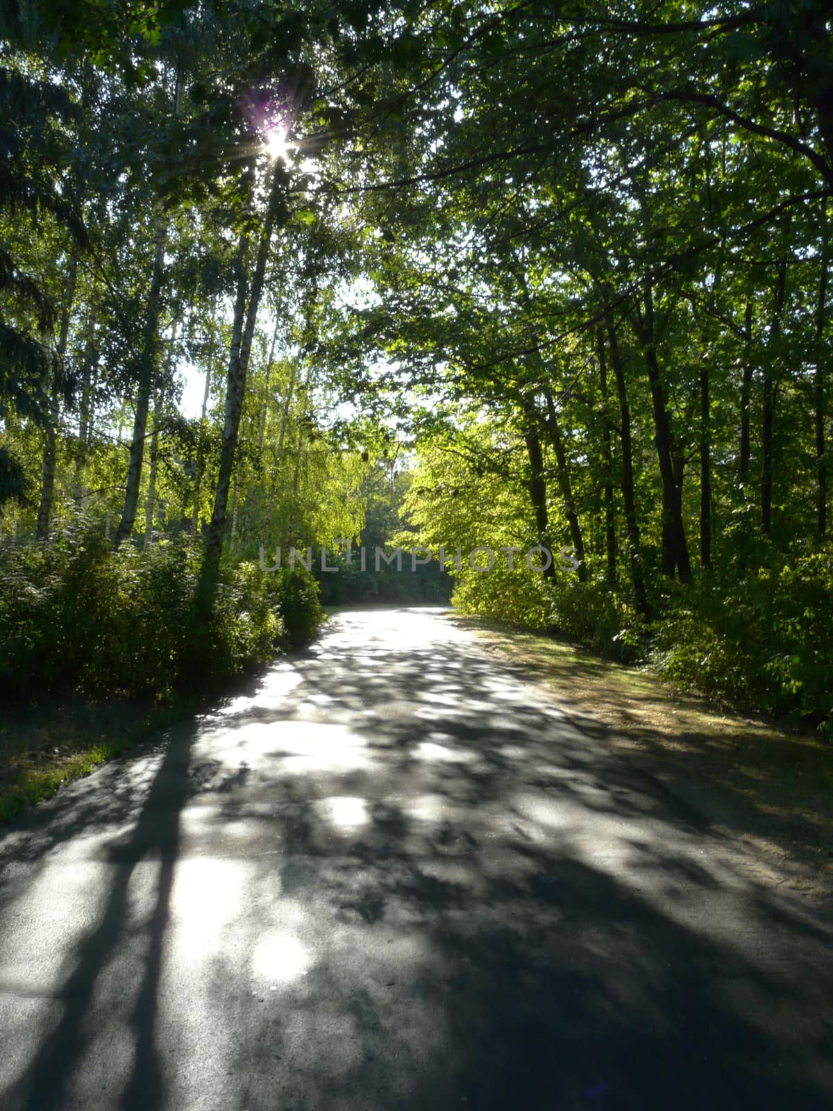 Walking asphalt road in the sun against a background of high dec by Adamchuk