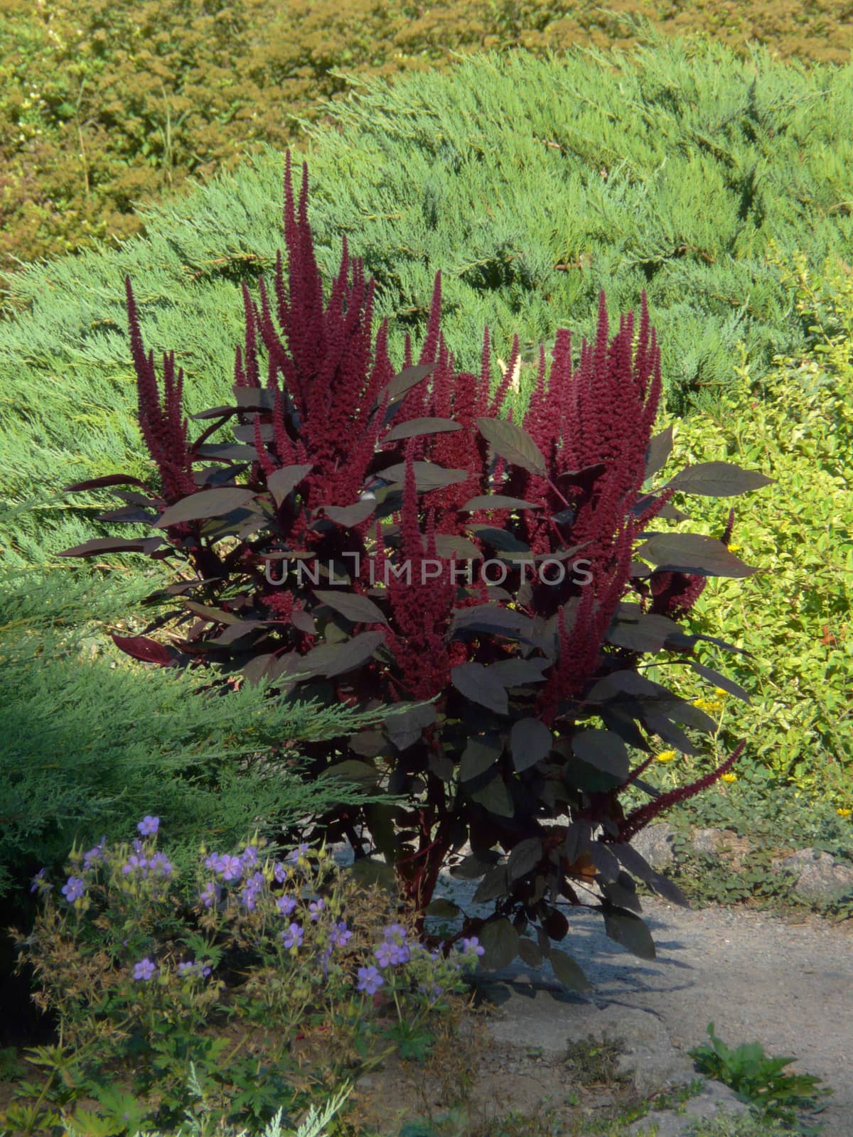 Shrub with vyskomi bright red flowers and large green leaves against the background of decorative flower beds and plants