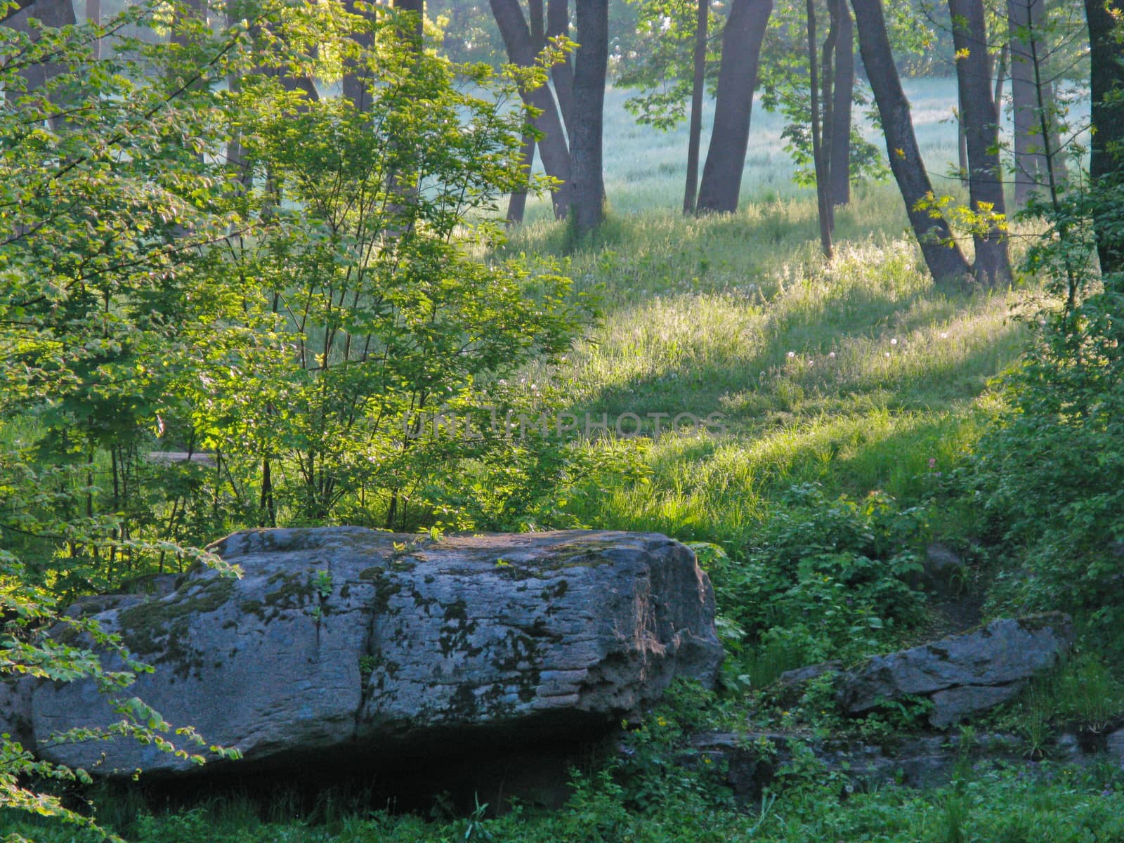 Large massive camouflaged boulders against the background of shallow green bushes and tall deciduous trees
