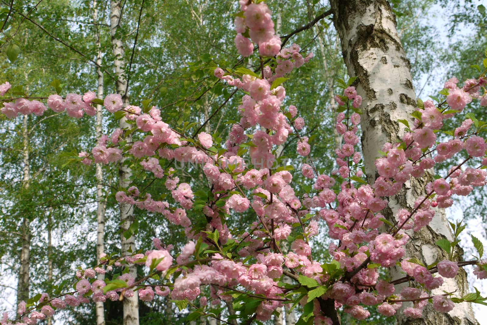 Beautiful blooming pink flowers on a background of high white birch