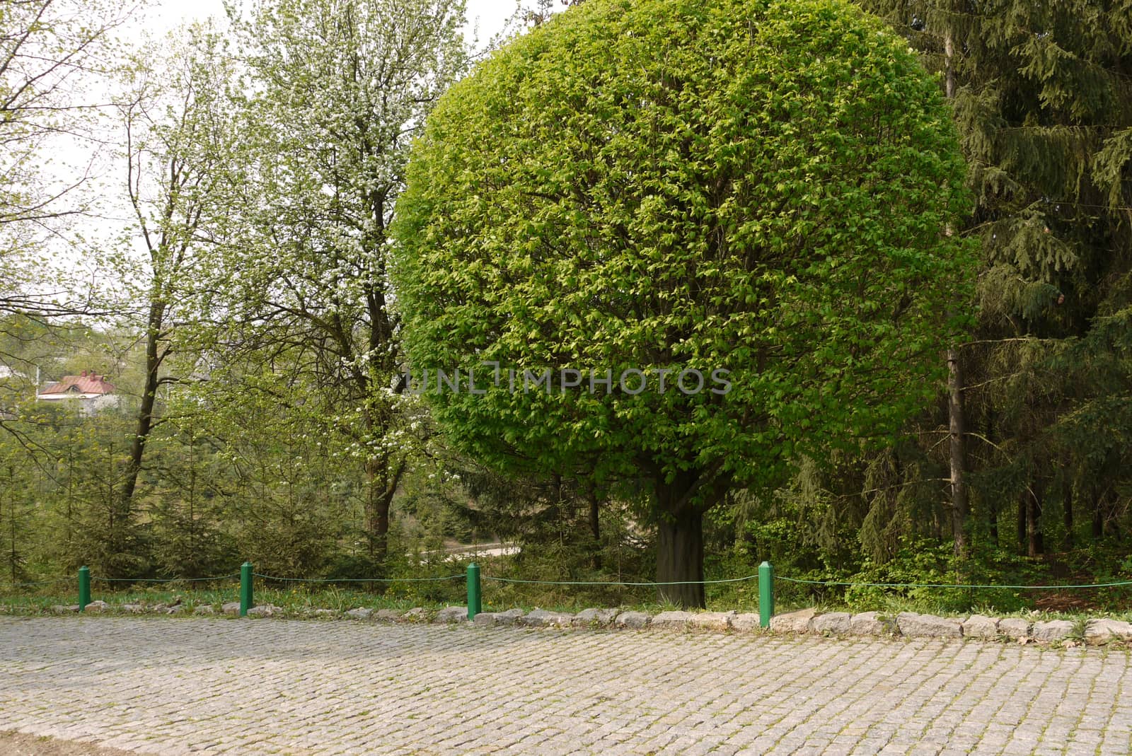 A huge luxuriant tall deciduous tree in the park near the alley lined with tiles
