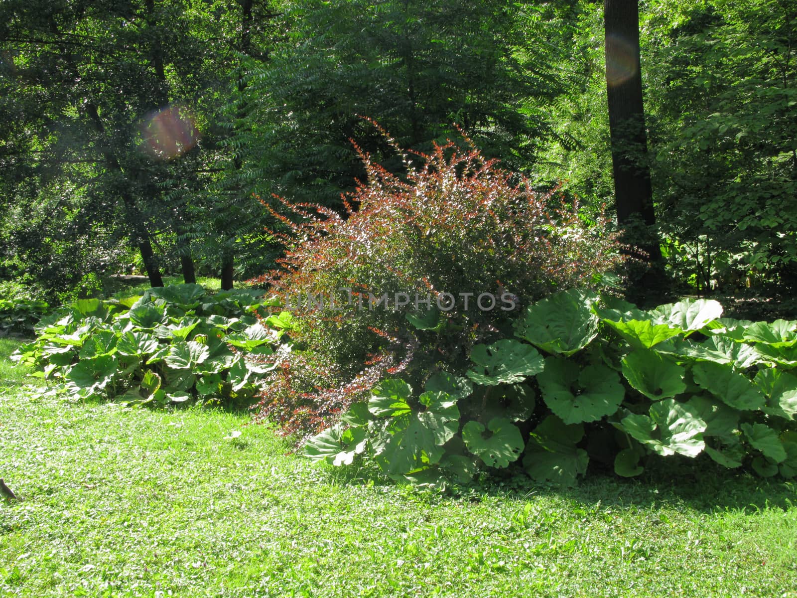 Large green leaves of plants growing among bushes on the edge of the forest in the shade of a tree. Bright beauty of wild nature.
