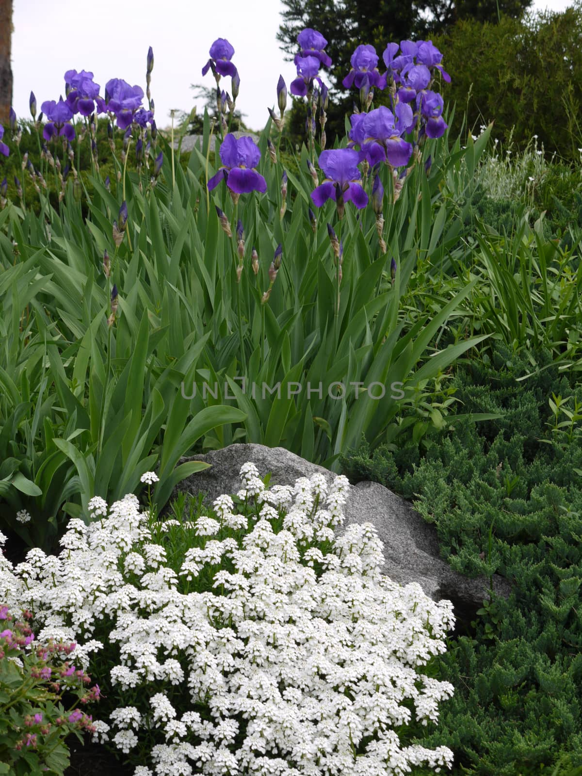 blue violet irises and small white flowers growing next to a tree in the background