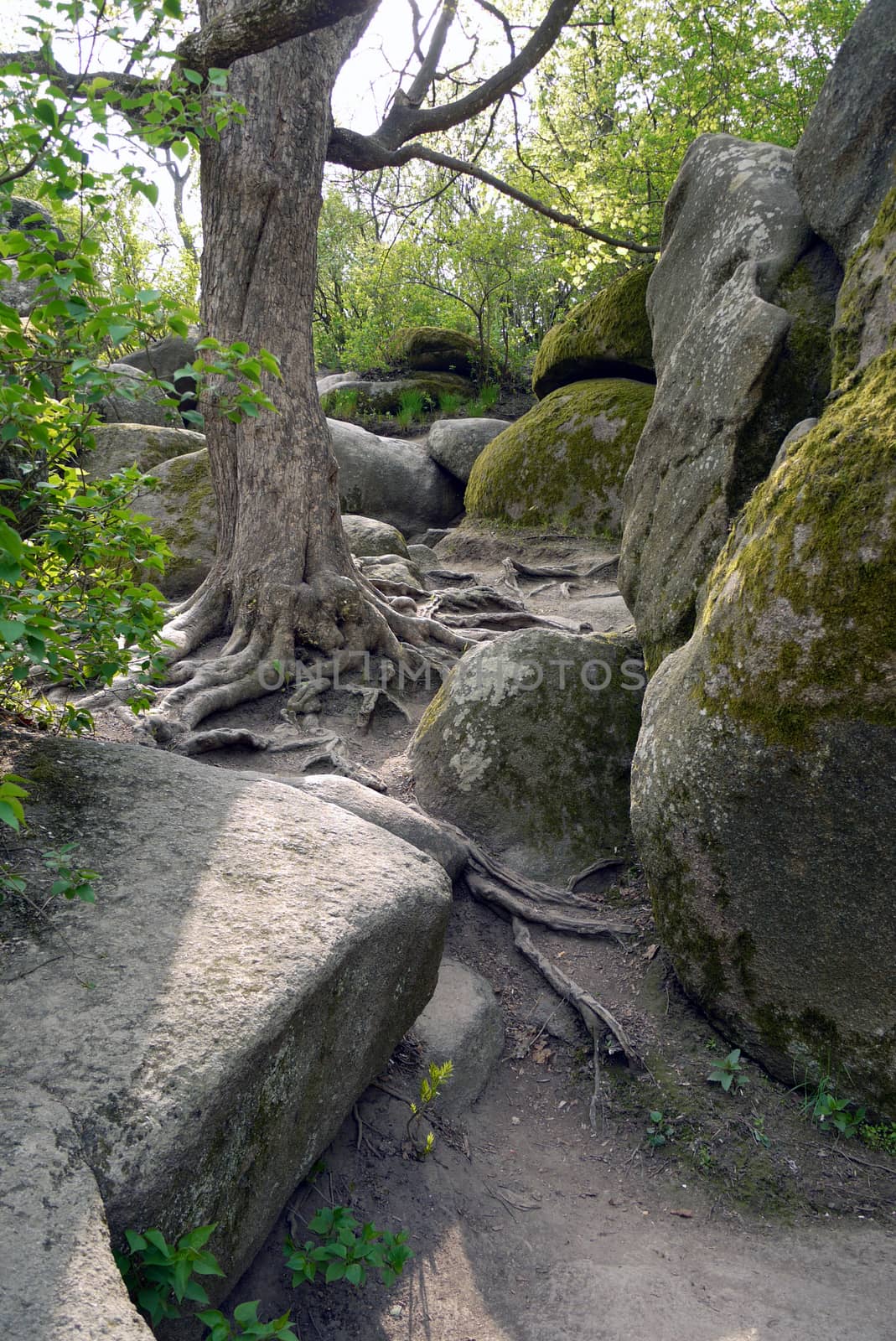 An old tree with roots outward grows between stones covered with moss by Adamchuk