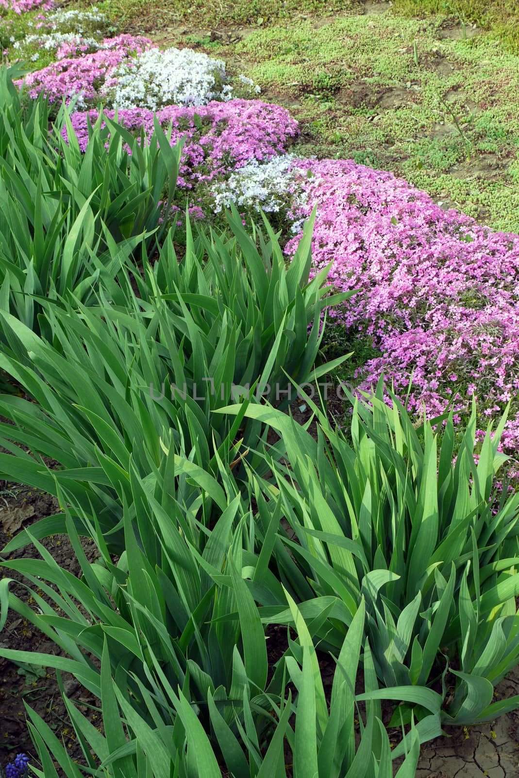 Long, sharp leaves of thick green near a strip of lilac flowers by Adamchuk