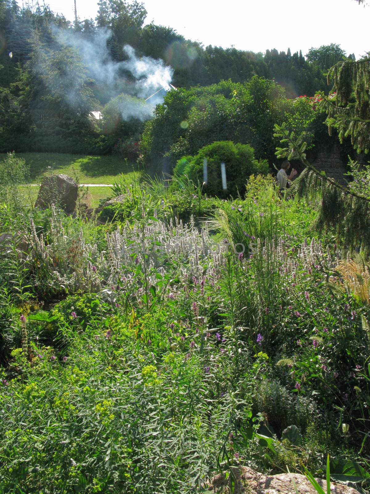 Green thickets of bushes and flowers covered with grass next to the house standing among the trees with white smoke coming from the pipe.