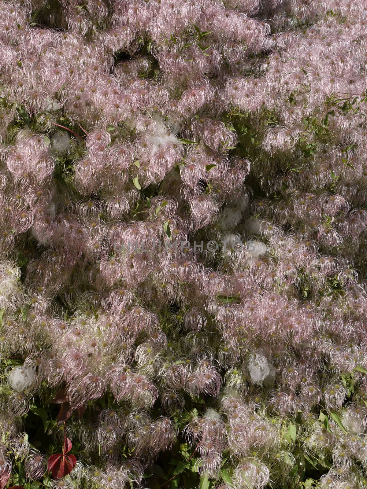 An unusual exotic plant with pink fluffy inflorescences, similar to hair