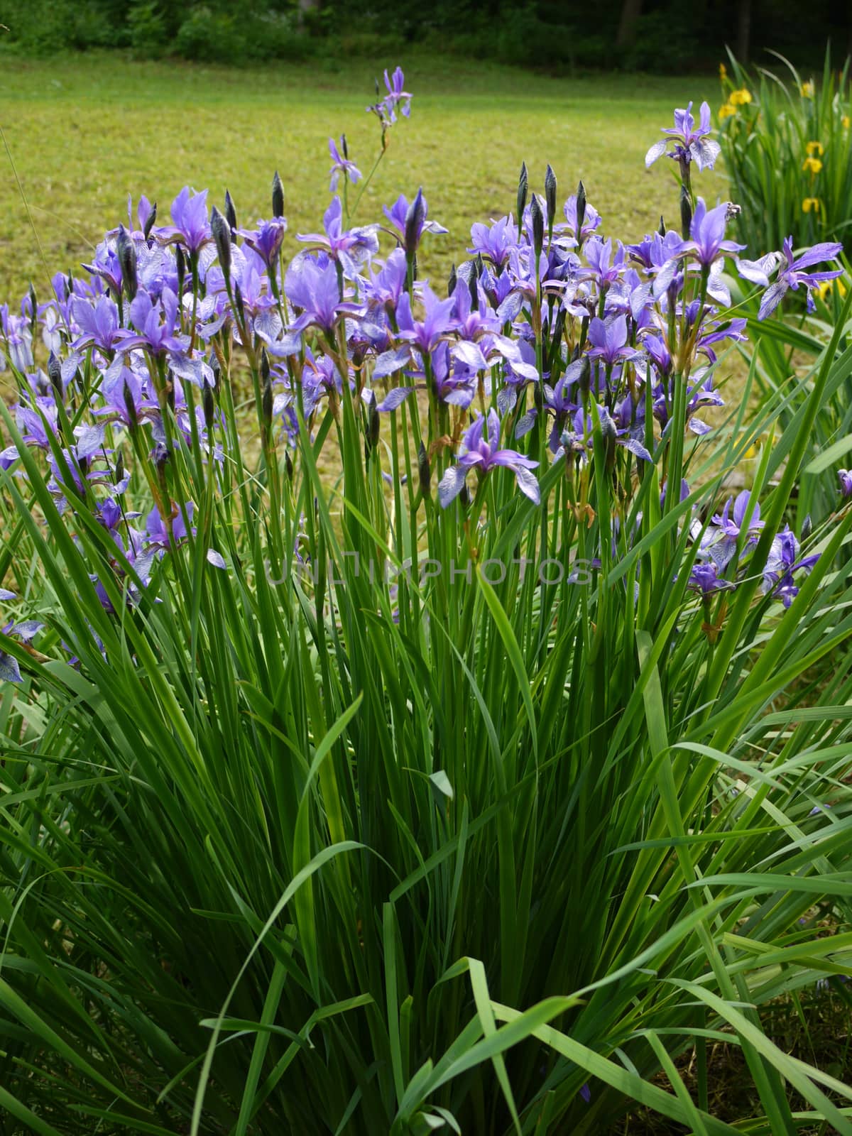 A beautiful bush of flowers with purple petals on a tall green stalk growing on a mowed lawn.