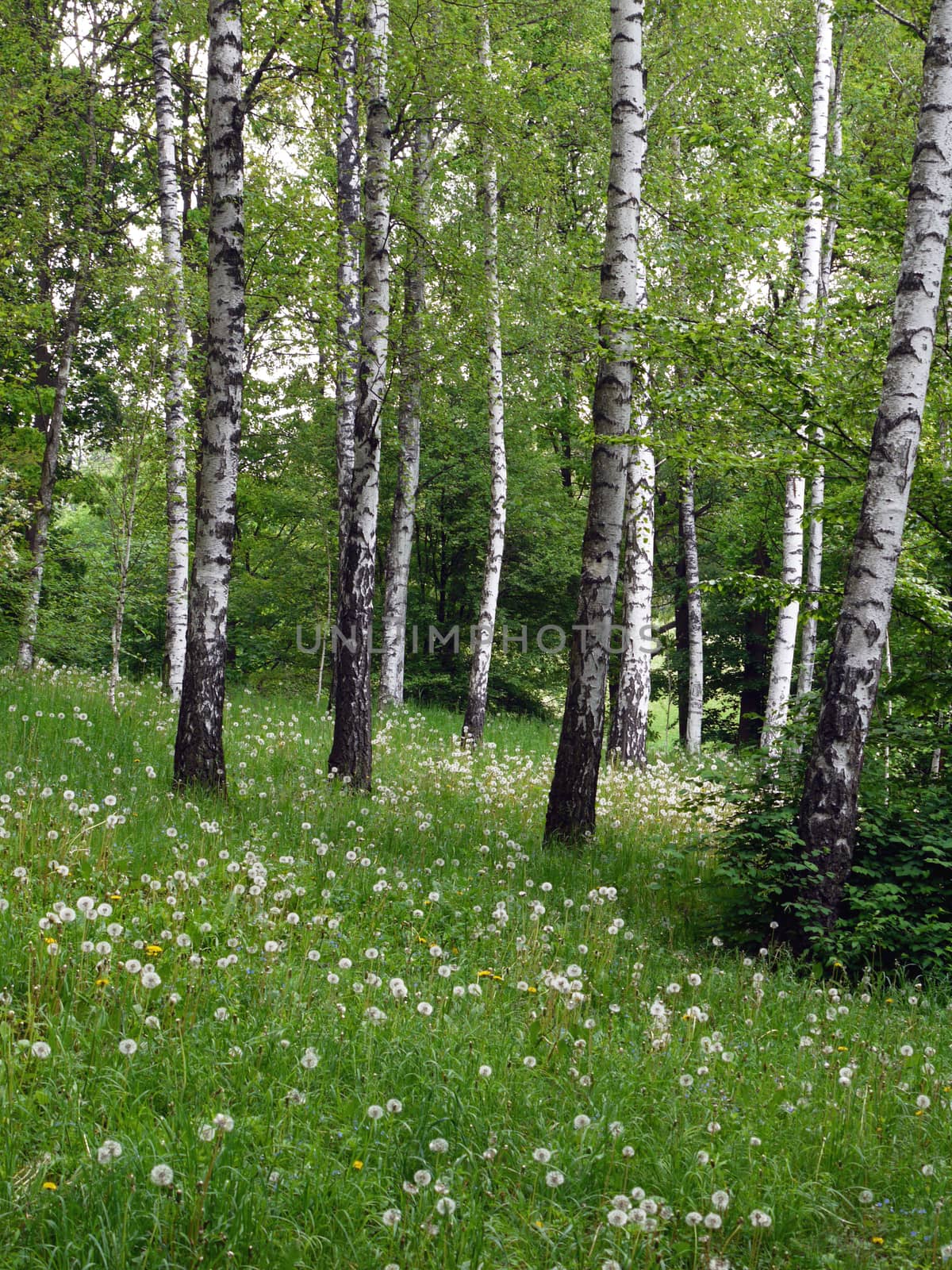 Lawn with green grass and slender white-black birches by Adamchuk