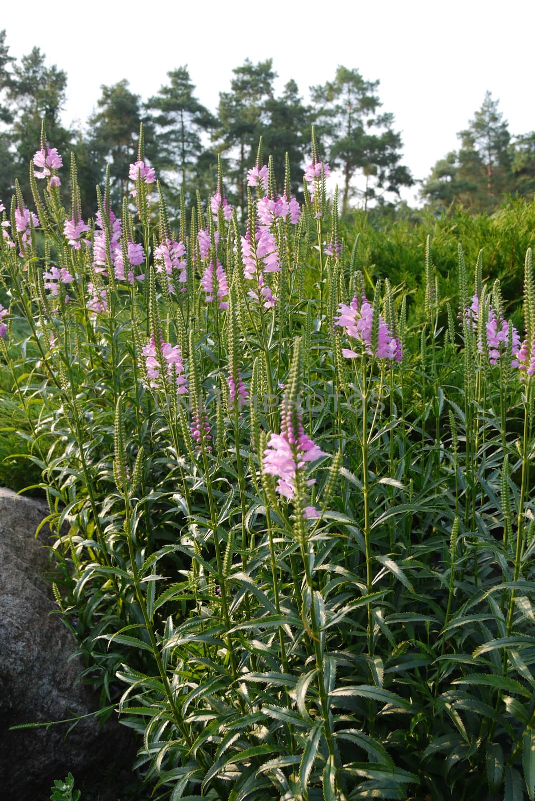 High green stems of plants with pink flowers and leaves against the background of large trees