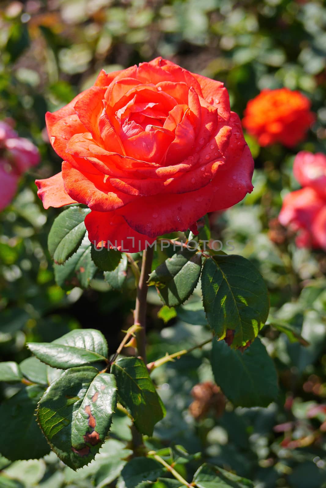 The red rose is lit by the bright sun, like a burning match by Adamchuk