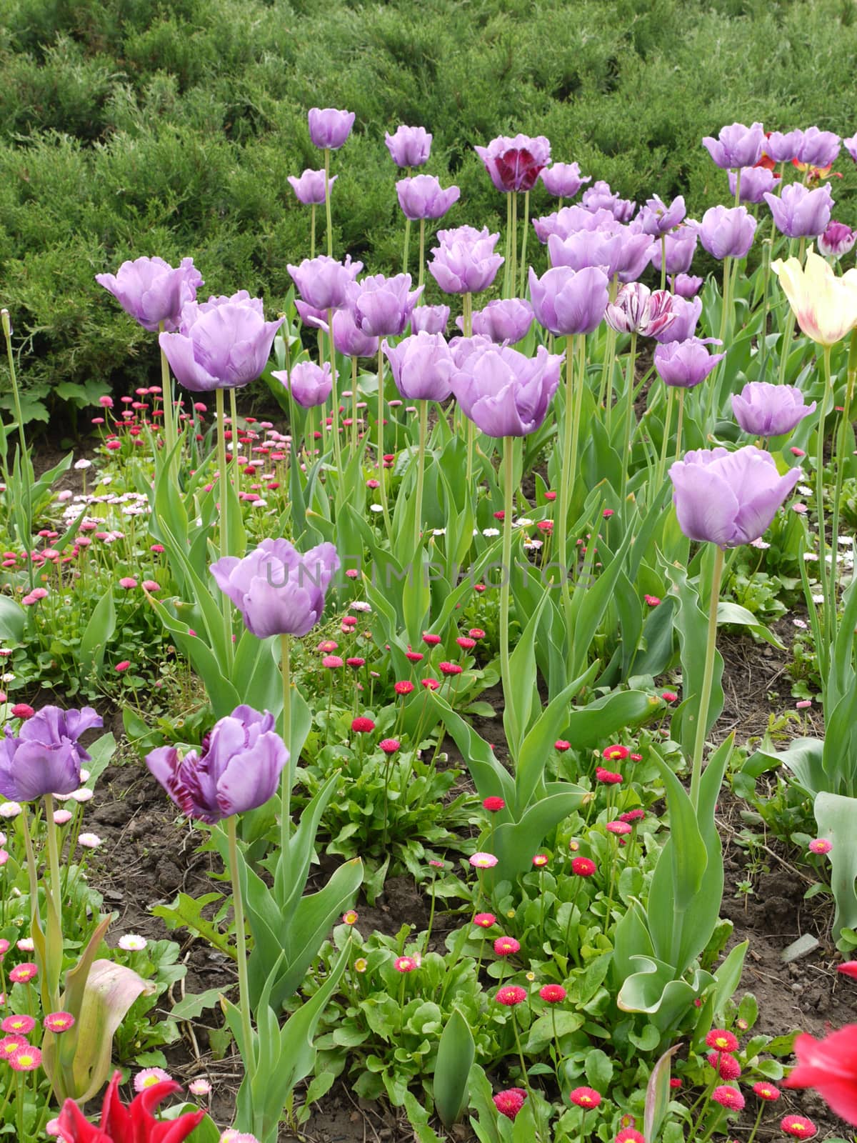 Beautiful violet tulips on a high green stem stand out against the background of other flowers