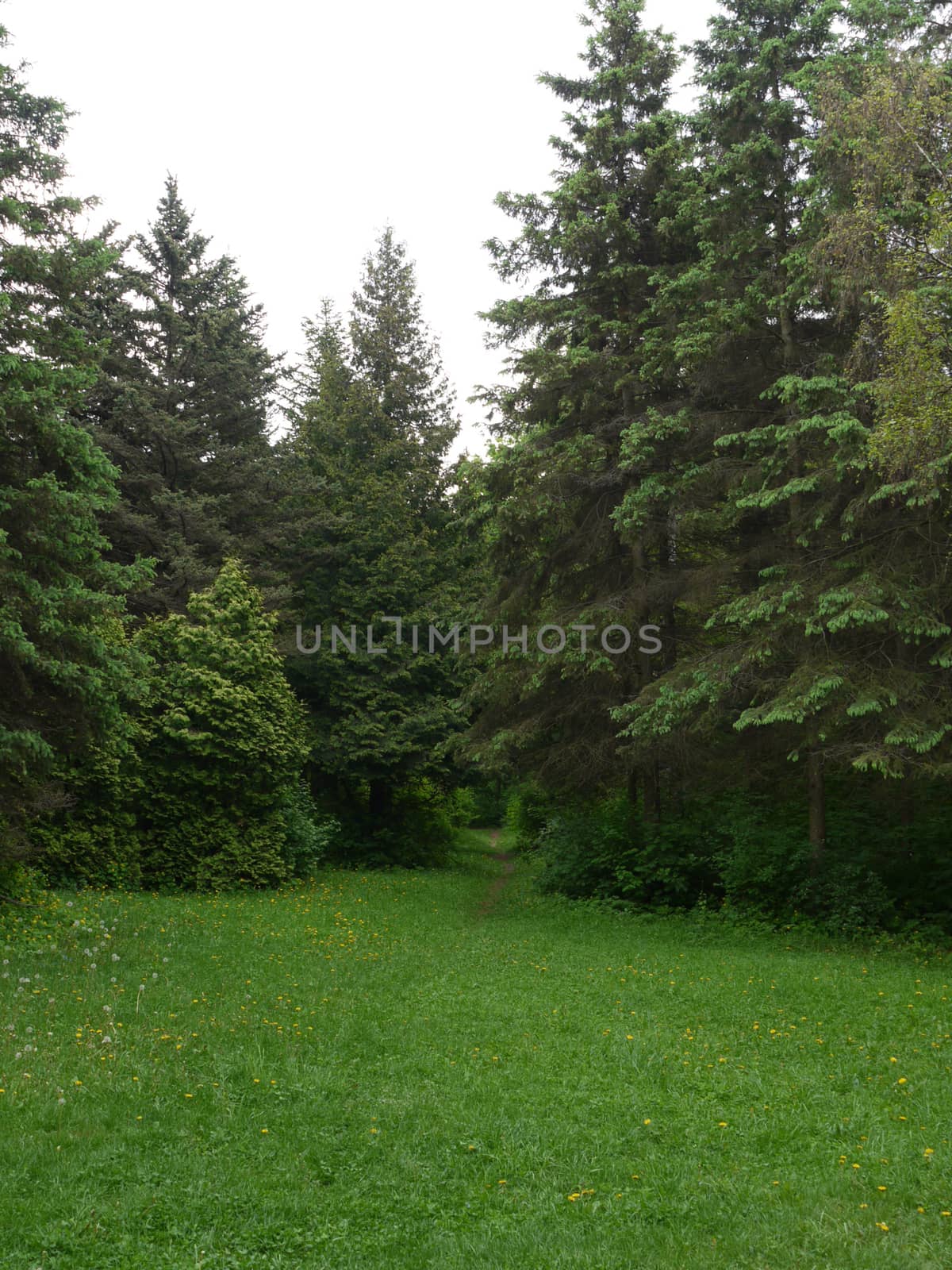 A small glade with emerald green grass with yellow flowers with a path leading farther into the trees among the beautiful firs.