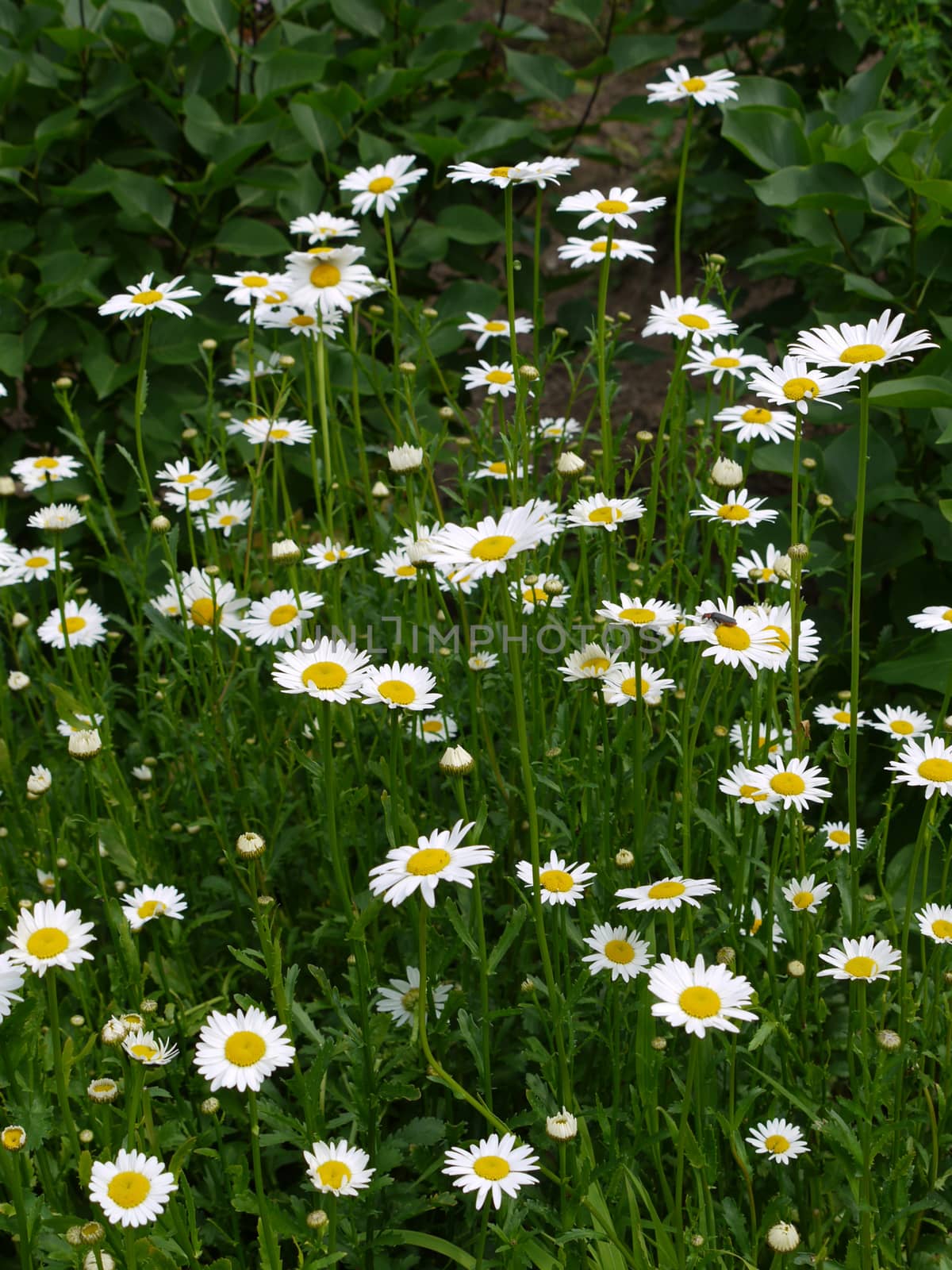 Fine delicate yellow white daisies on green high stems growing in a lush bouquet among green bushes.