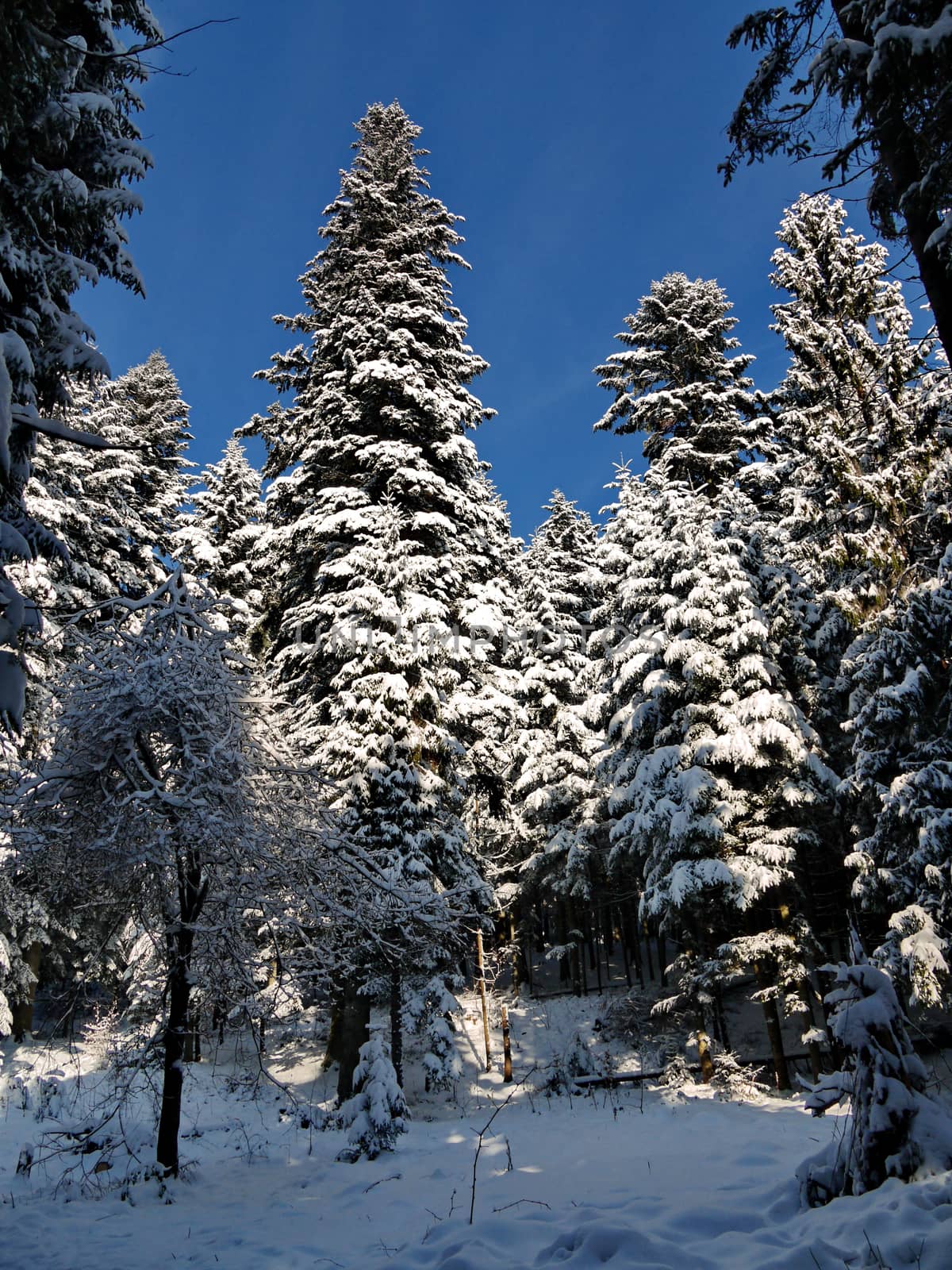 Winter coniferous forest, in which all the trees are covered with thick, heavy hats of snow by Adamchuk