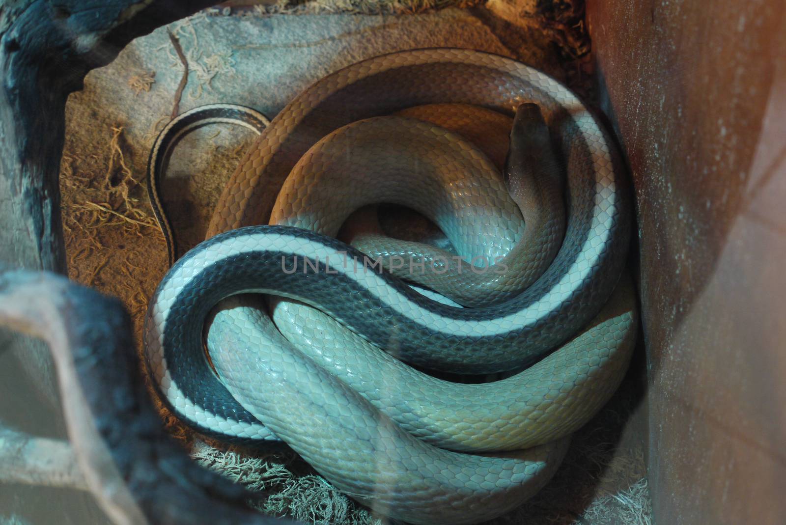 Striped, long snake in the terrarium rest. Do not disturb her