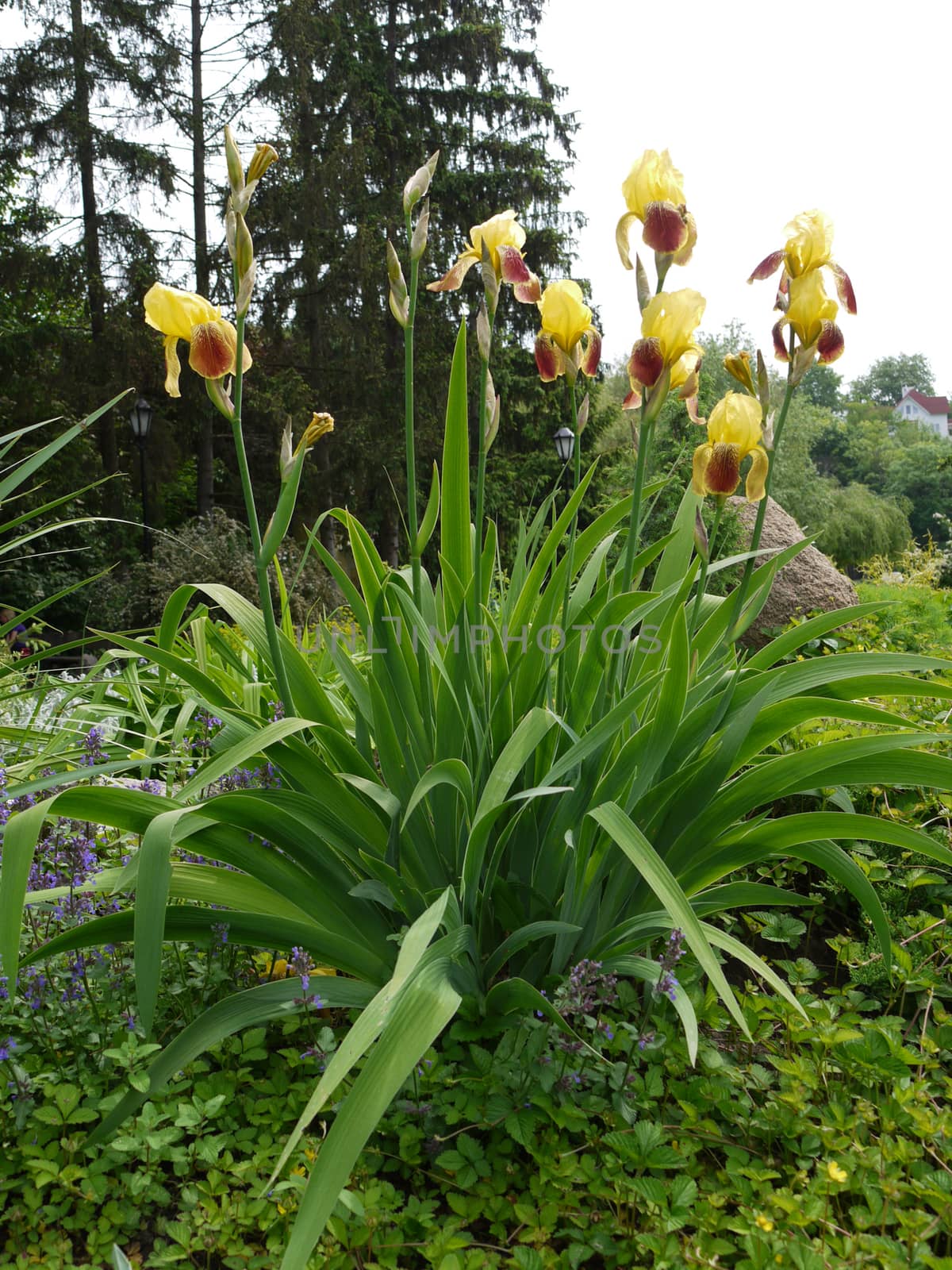 uicy green leaves of blossoming yellow flowers on a beautiful flower bed