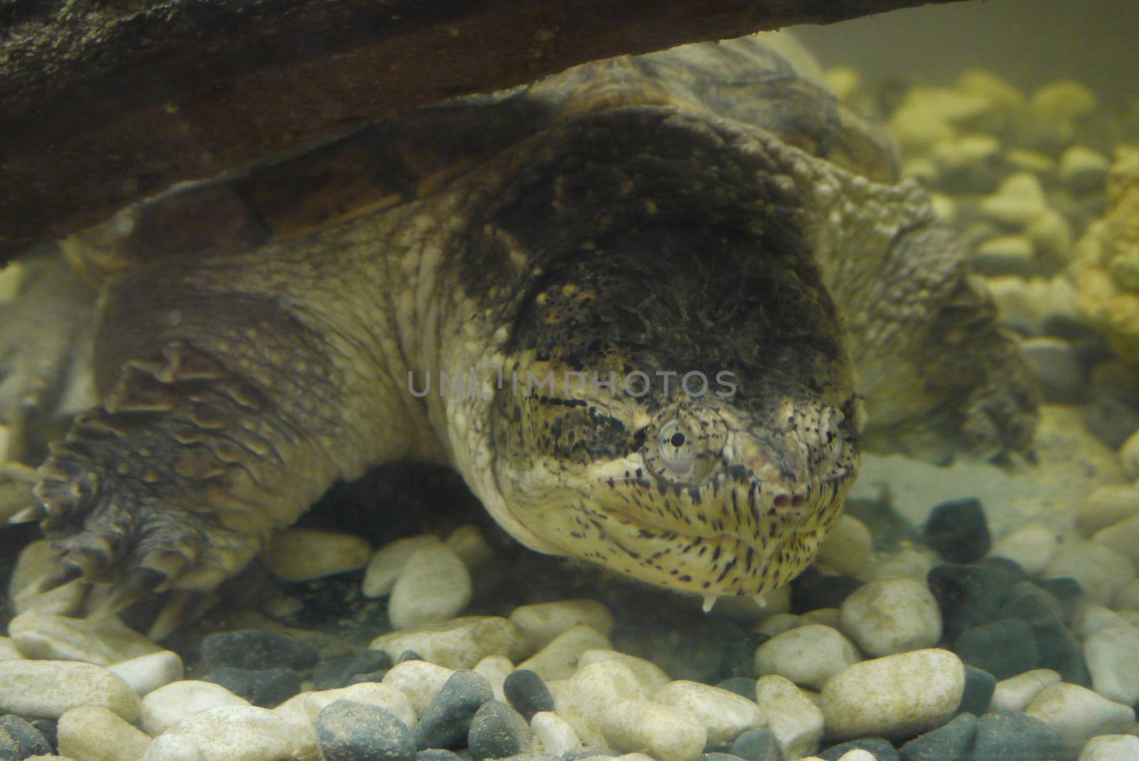 A large glass aquarium with a huge massive turtle shot close-up