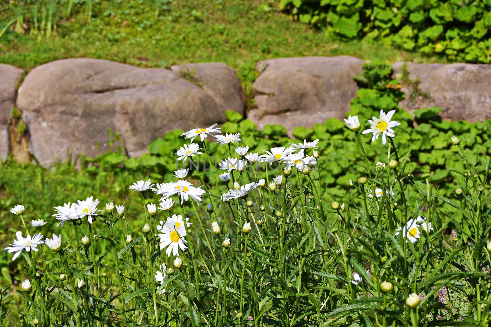 Beautiful white daisies growing among the green grass on a nice summer day. One of the most common and recognizable wildflowers.