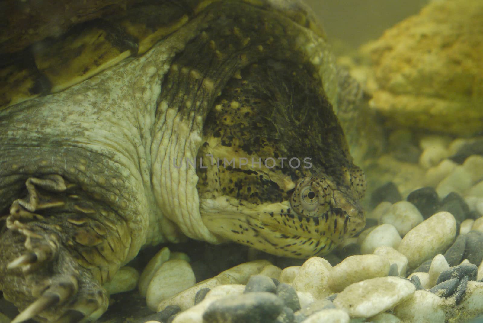 Close-up shot of a large tortoise slowly moving along the bottom of the aquarium