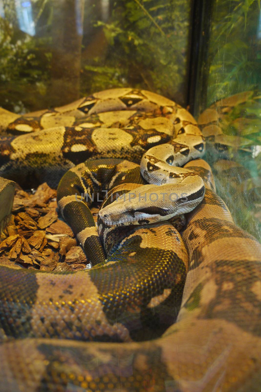 A huge boa constrictor with a beautiful coloring lies curled behind the glass and poses no danger. by Adamchuk