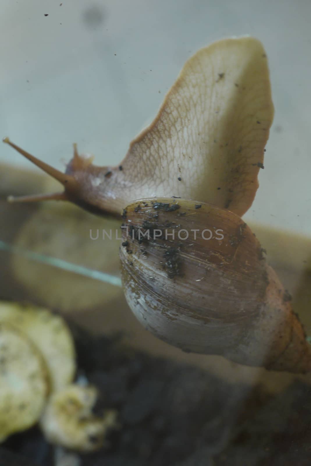 The snail left its little house and the defense creeps through the tree in search of food.