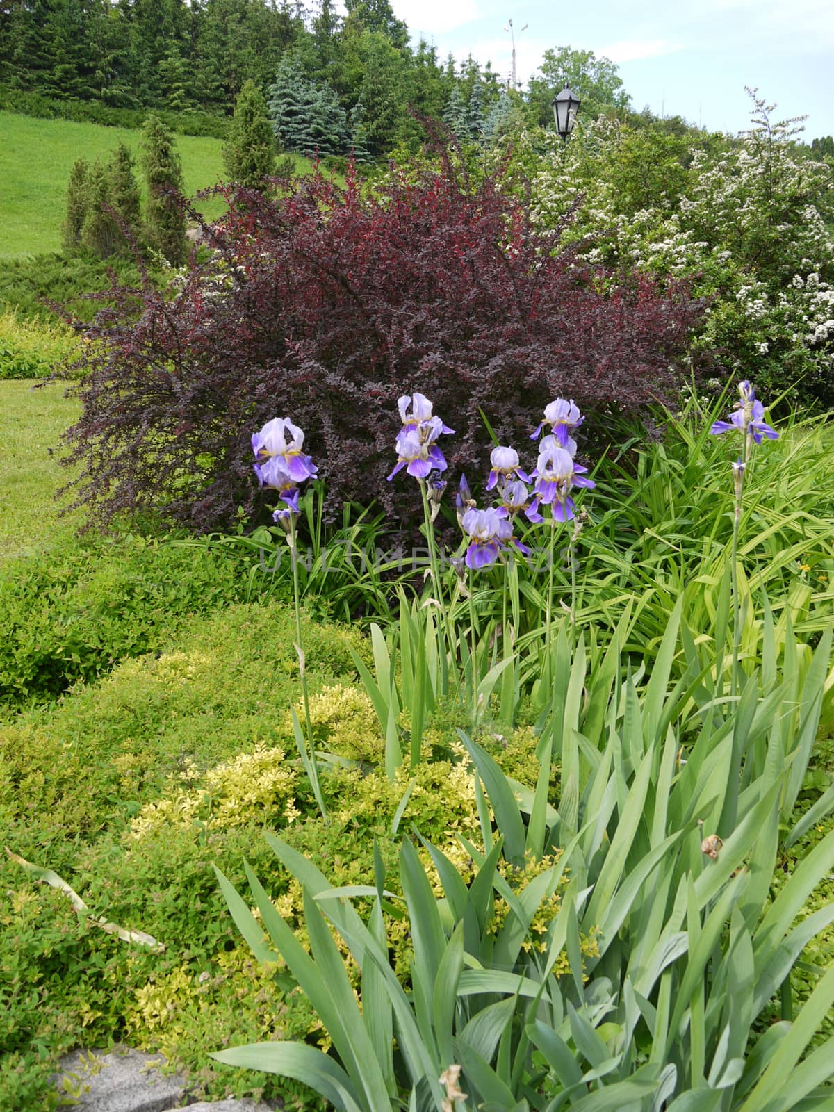 A huge number of different flowering plants and shrubs against the background of green trees