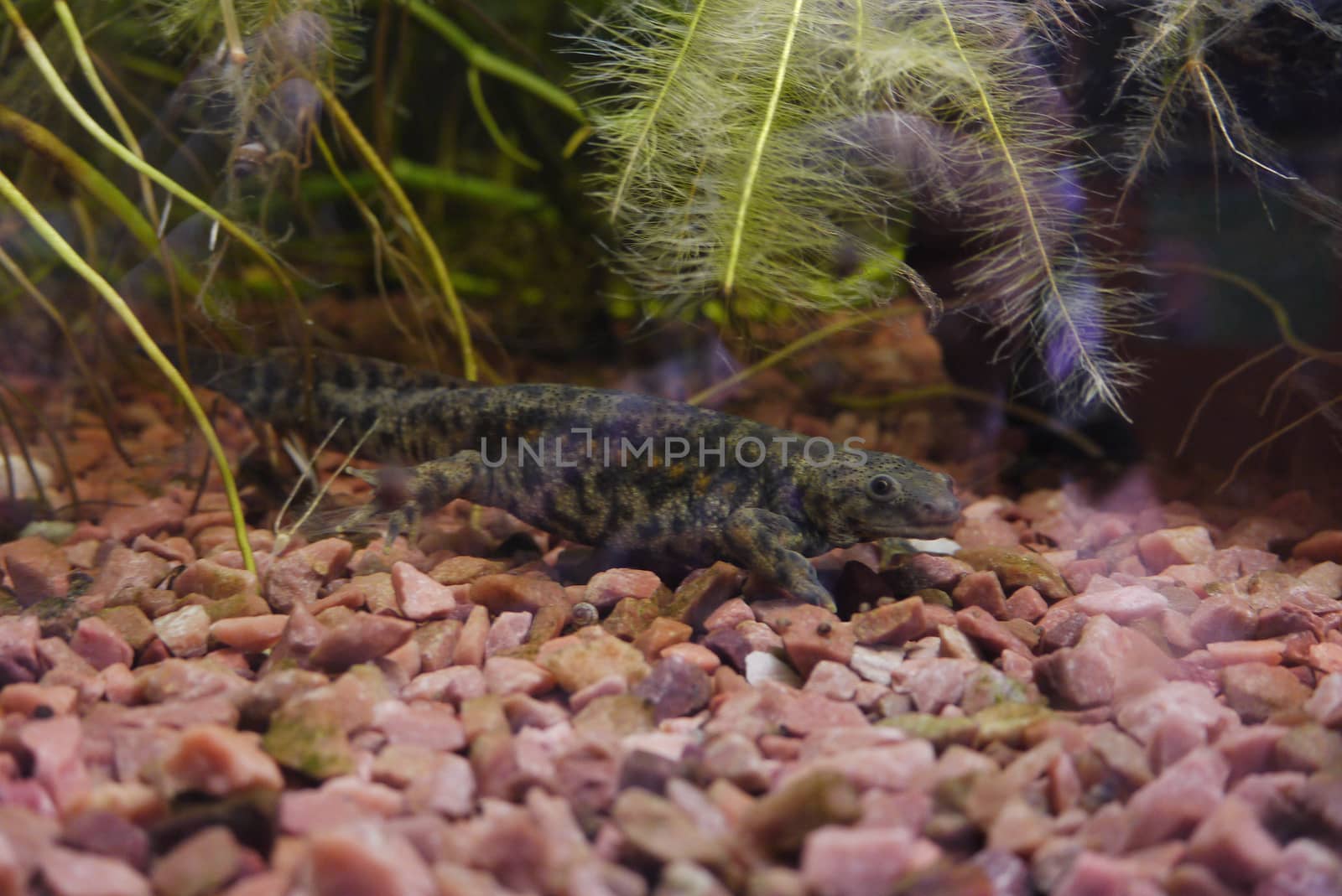 A beautiful newt floating on pebbles in the bottom of the aquarium among the algae. Pondering with his own eyes at the people outside.