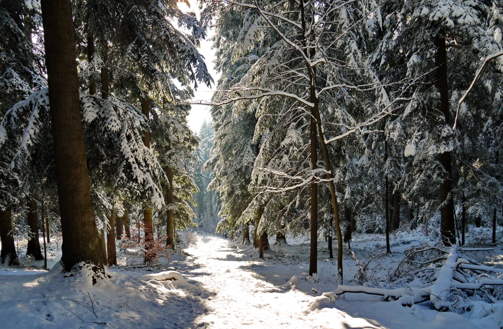 Snow-covered forest path with a huge number of coniferous trees on the sides