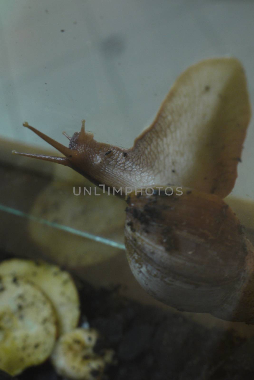 Slug slowly crawls along the wall of the glass aquarium, leaving behind a sticky trace by Adamchuk