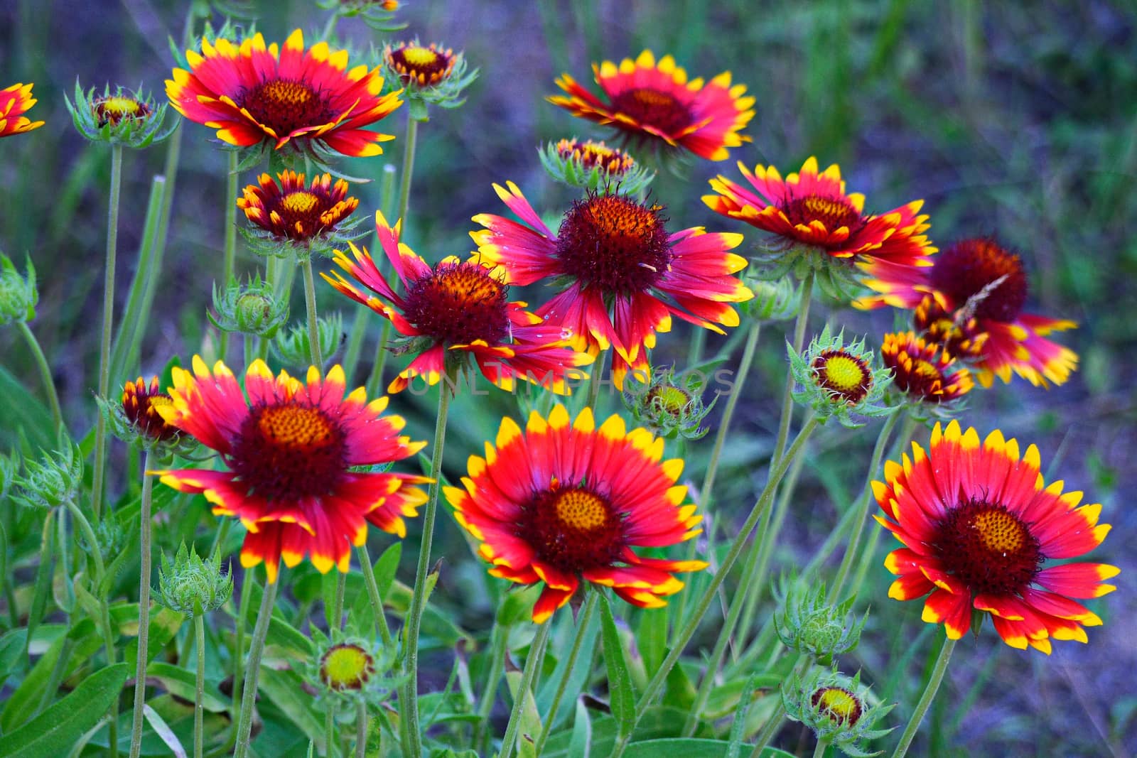 Large and lush flowers with red petals and yellow tips on high green stems