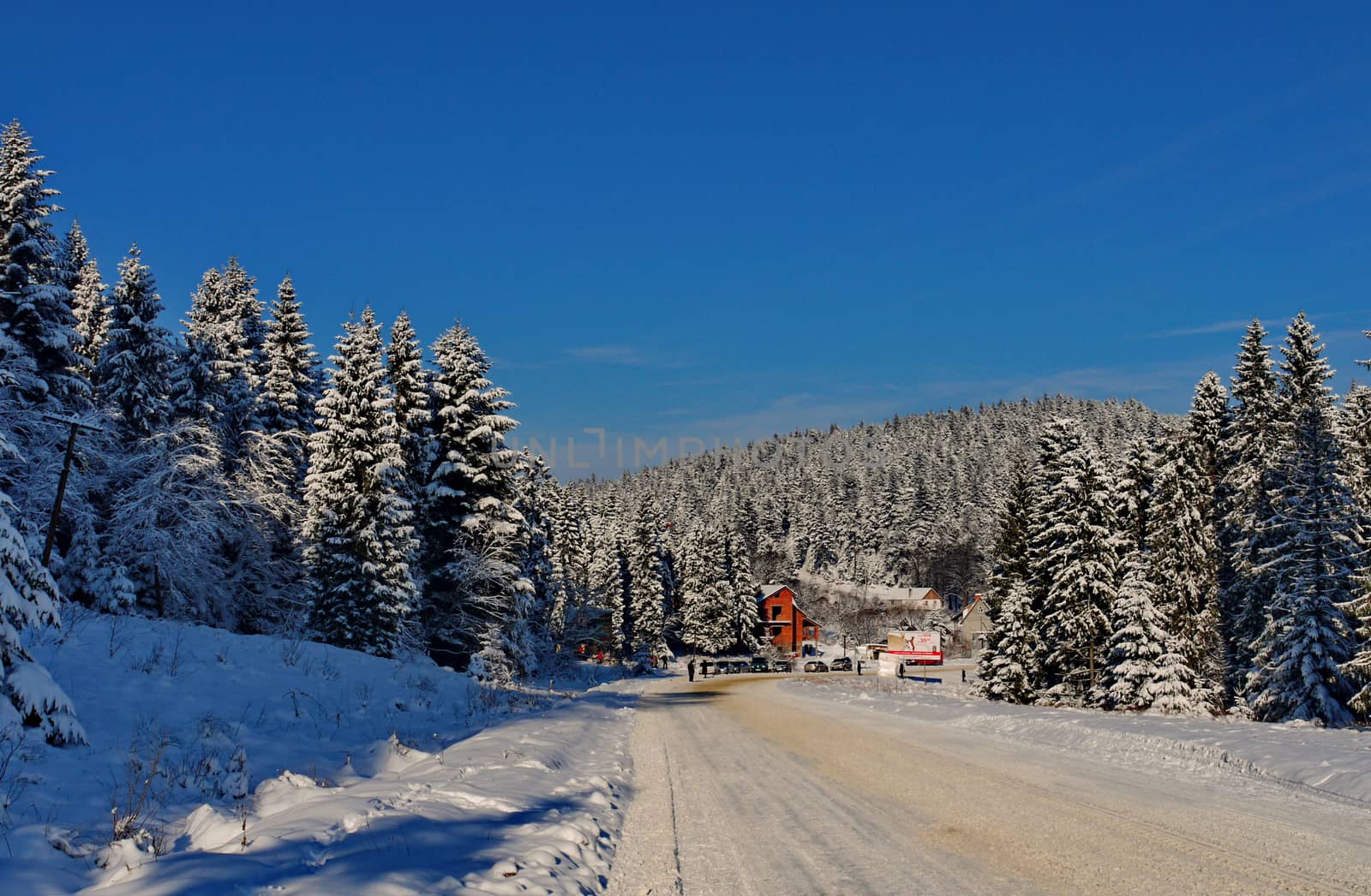 A lot of coniferous trees covered with snow. There is a road with traces of cars in the snow