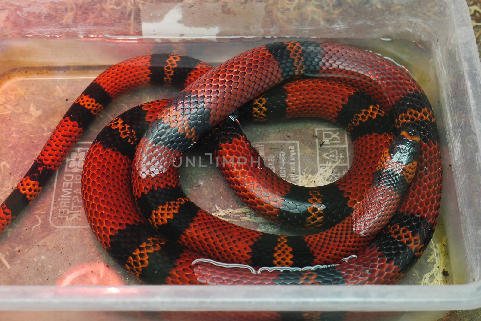 A long red snake with wide black strips lay in a small glass aquarium