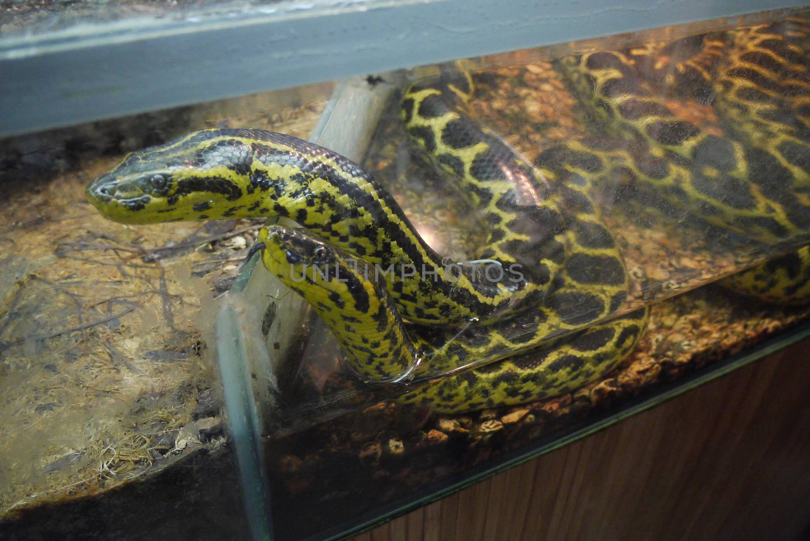 Beautiful black-and-yellow snakes behind the glass look with interest through their two tongues.