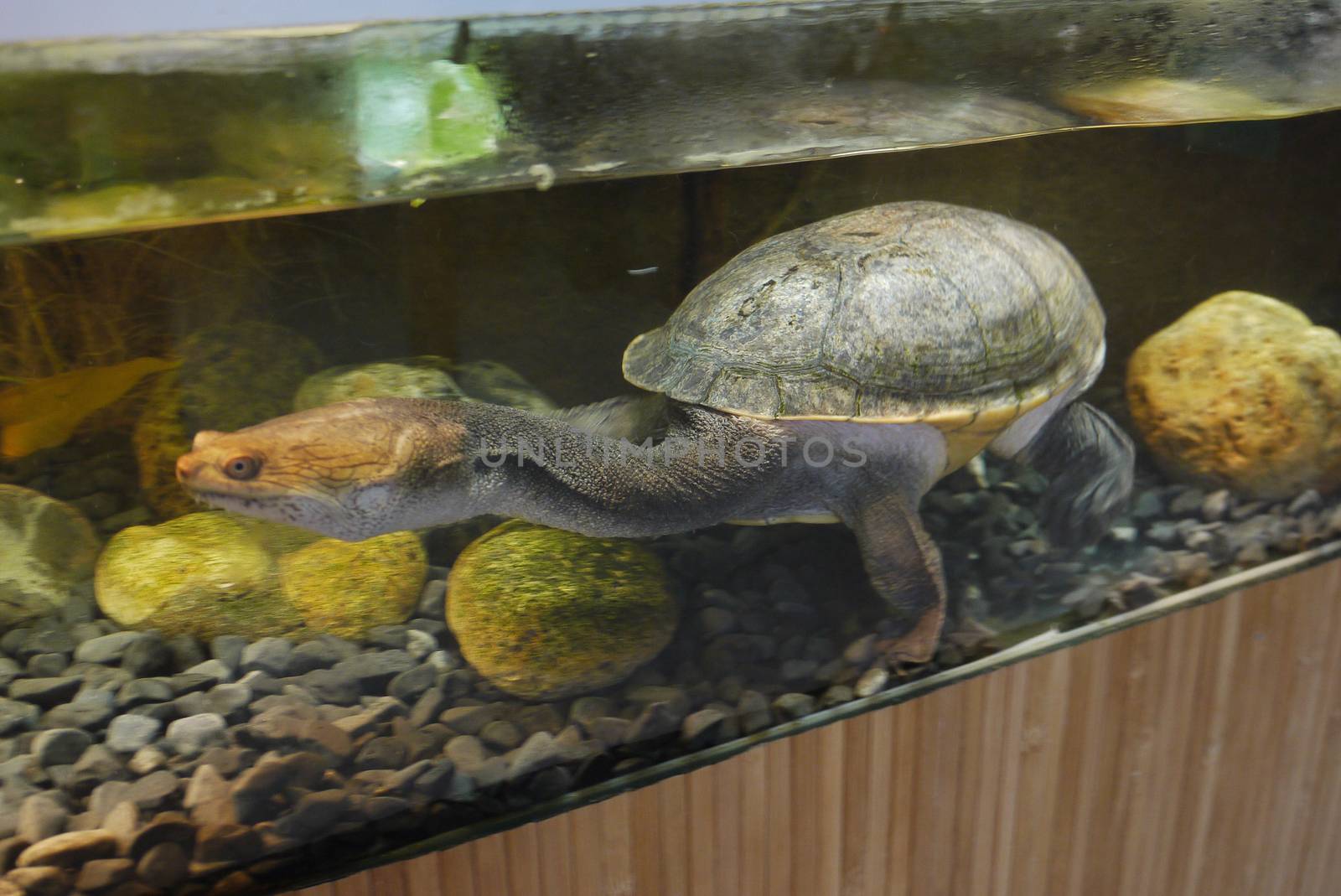 Big, old tortoise with a long neck and a terrible face sits in an aquarium