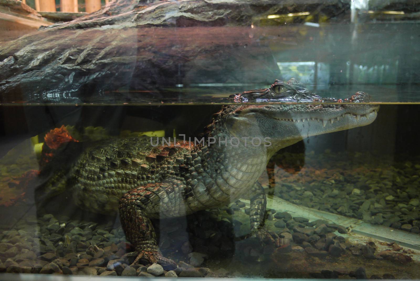 An aquarium with a crocodile, whose body is in the water, and a head with terrible terrible teeth above the water