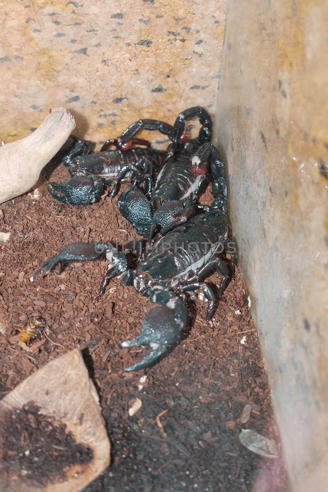 Deadly scorpions who have turned their claws and lifted their tail with a poisonous sting. Seated behind a glass with bugs thrown at them foraging.