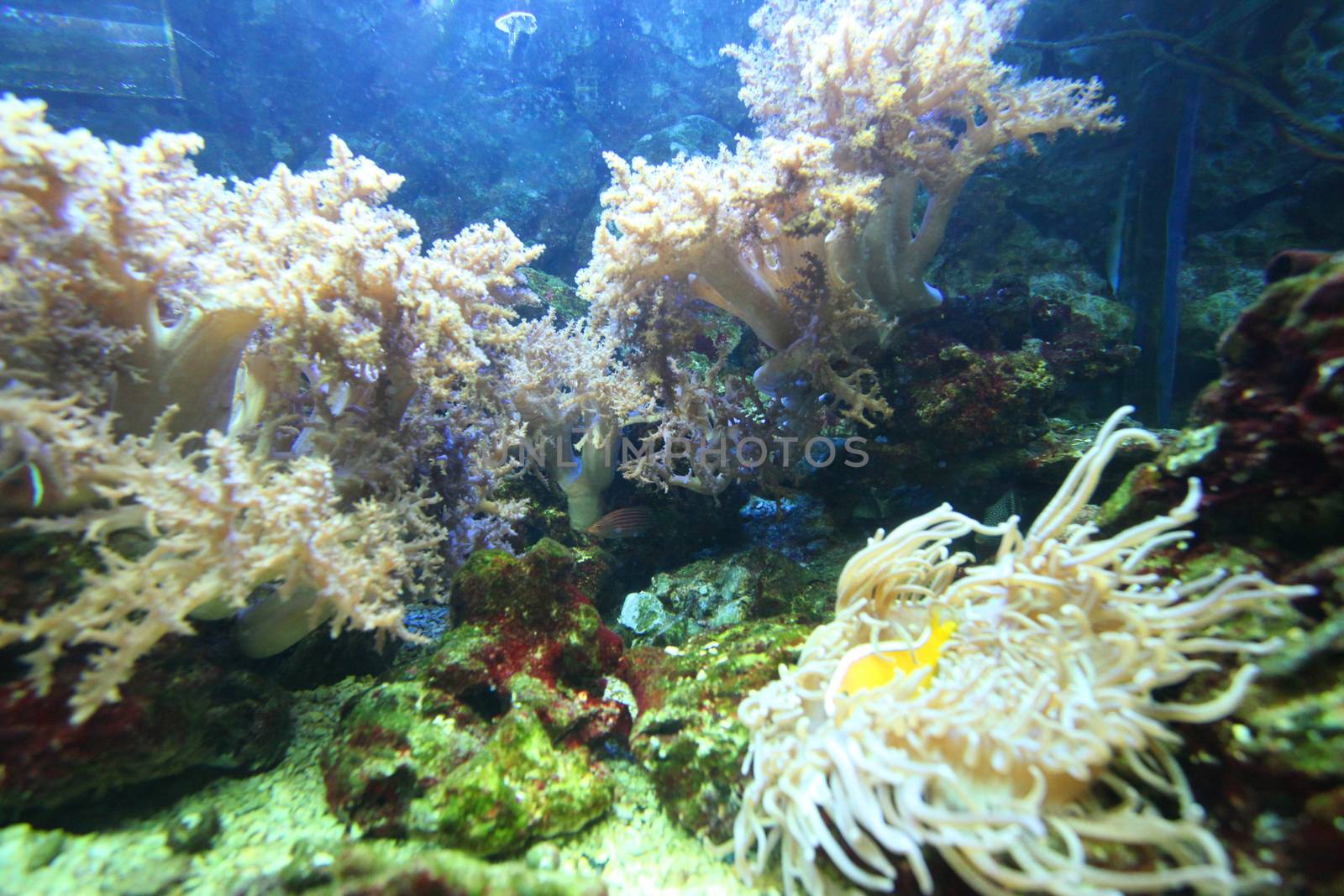 Coral reefs, stones and seaweed in clean water. You can see even a few small fish.