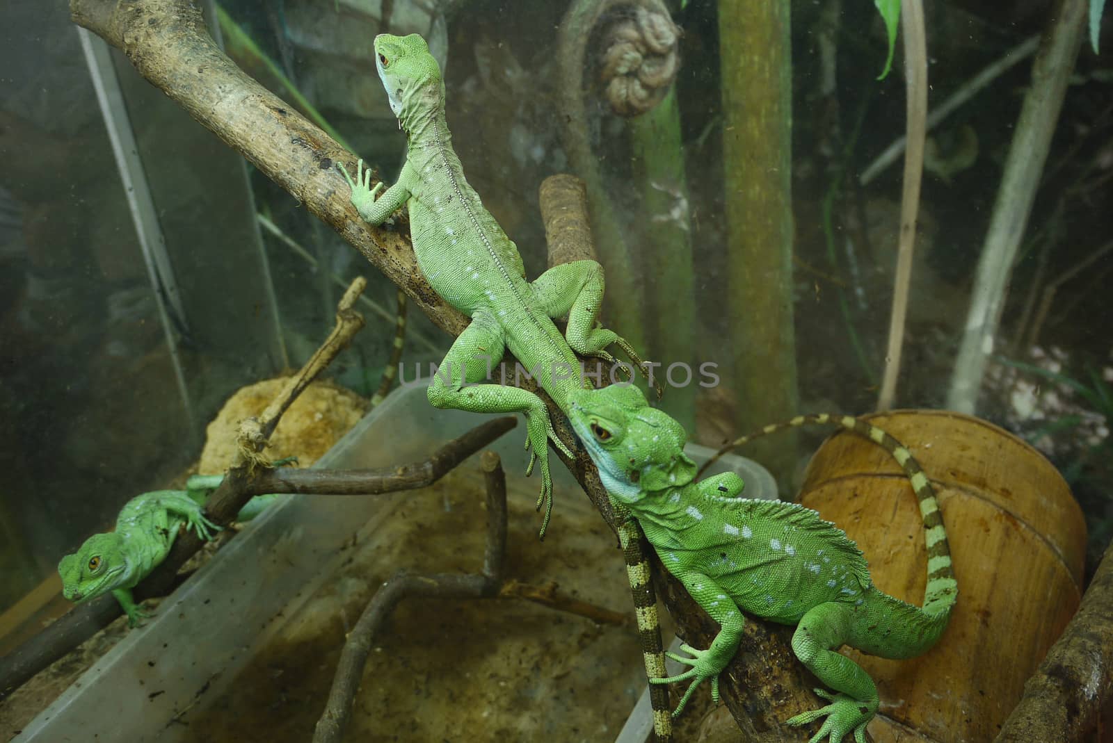 Green iguanas creeping along the trunks of the tree laid to them. Beautiful reptiles with striped tails.