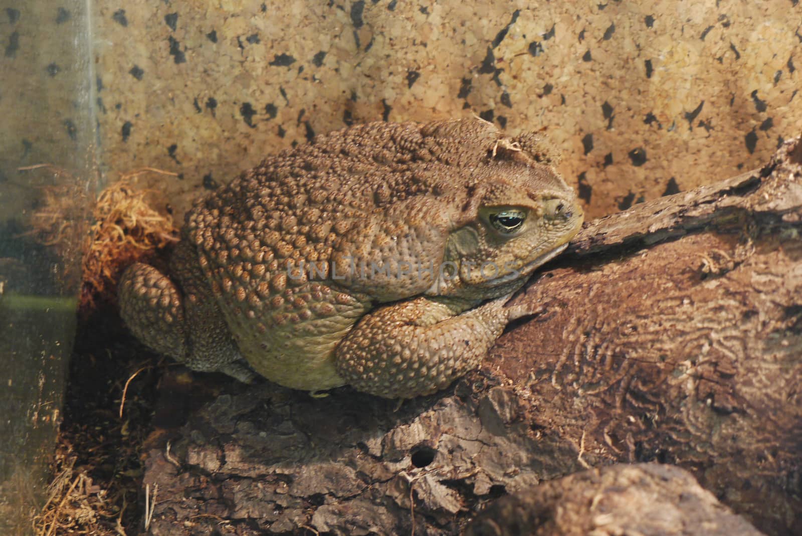 A large, fat, vile frog in pimples proudly sits on a rock