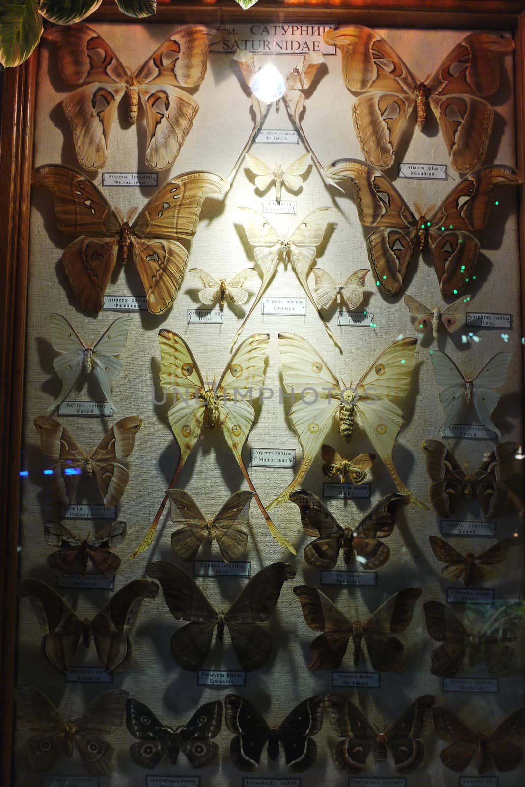 exhibition picture of herbarium dry butterflies of various kinds