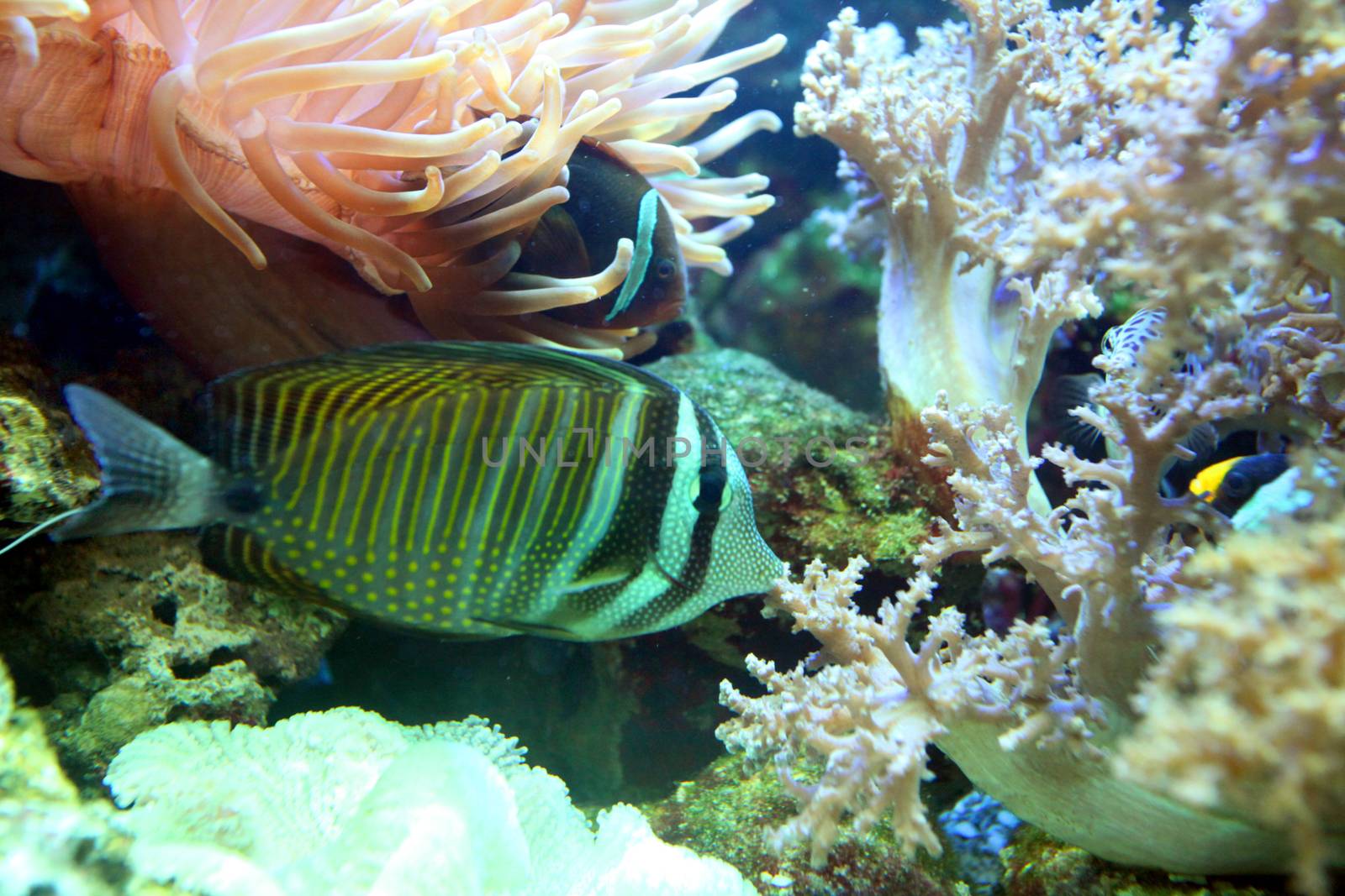 Striped, multi-colored fish was quiet between corals and algae