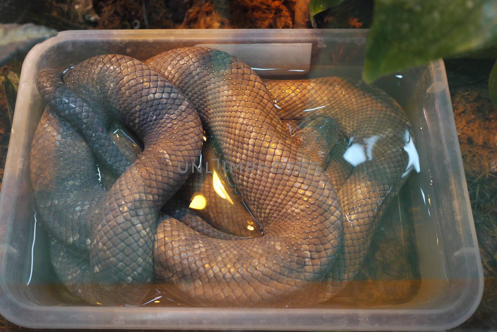 anaconda compressed in rectangular form in water